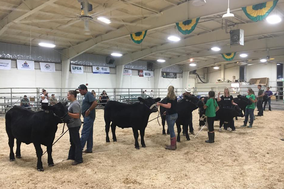 Catch-a-Calf Contest