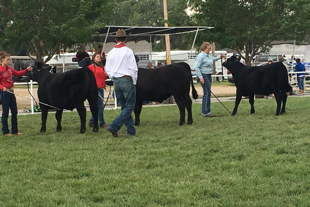 Catch-a-Calf Contest