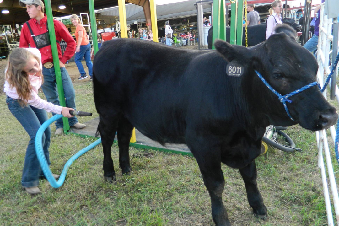 Catch-a-Calf Contest