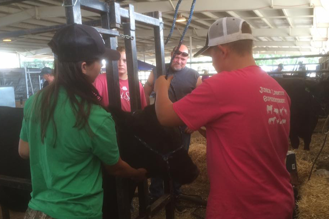 Catch-a-Calf Contest