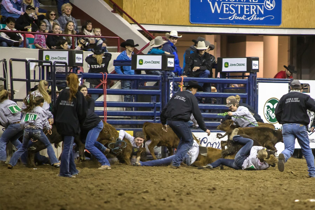 Catch-a-Calf Contest