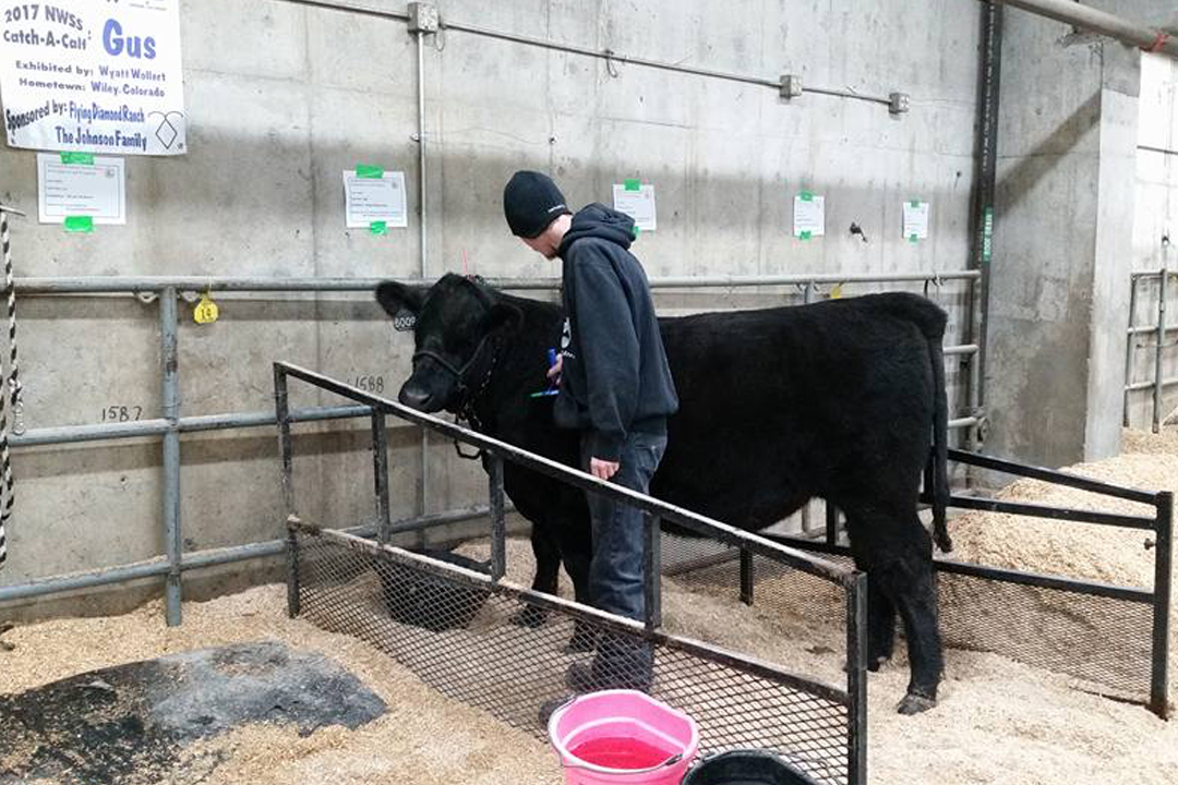 Catch-a-Calf Contest