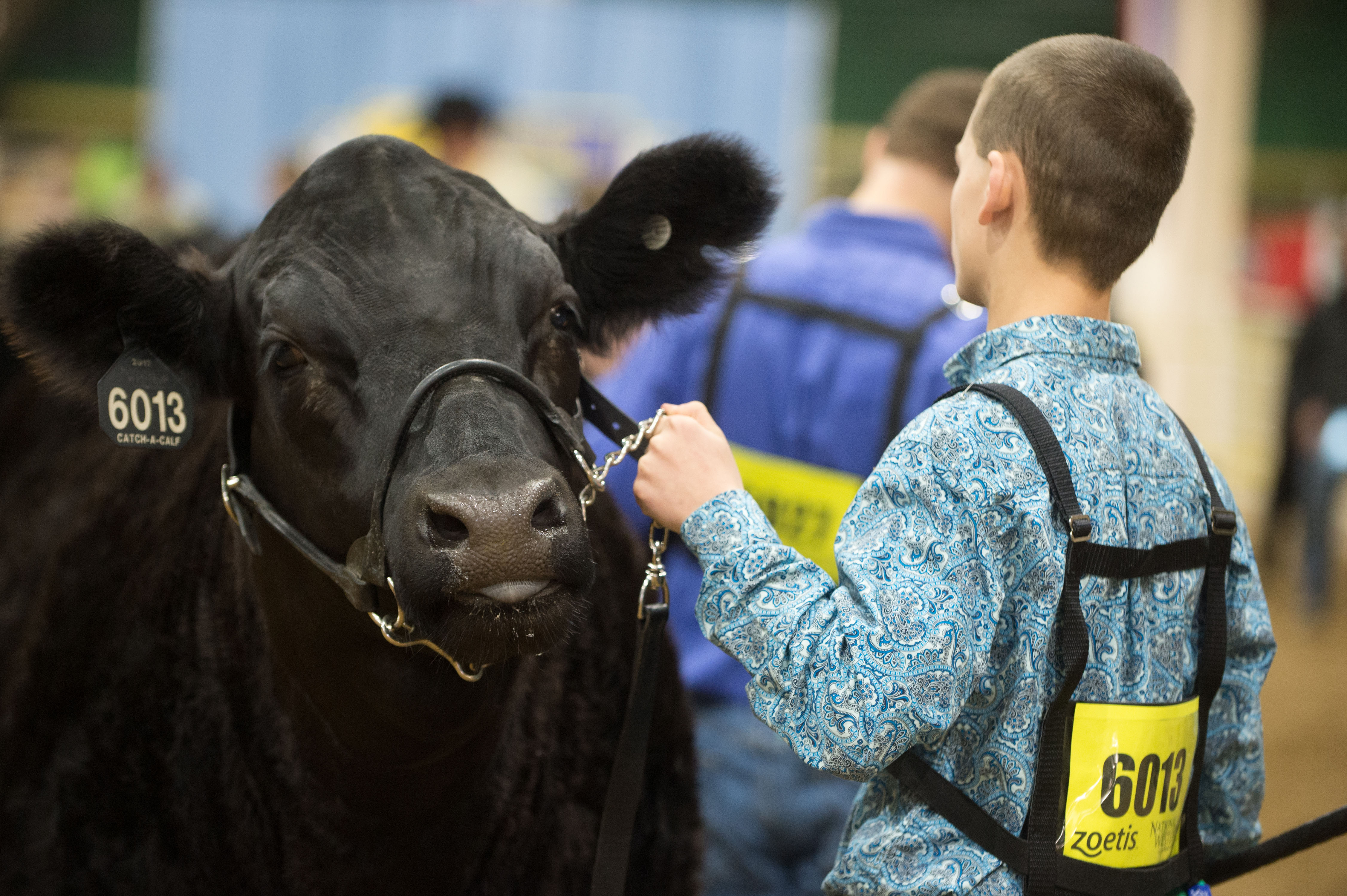 Catch-a-Calf Contest