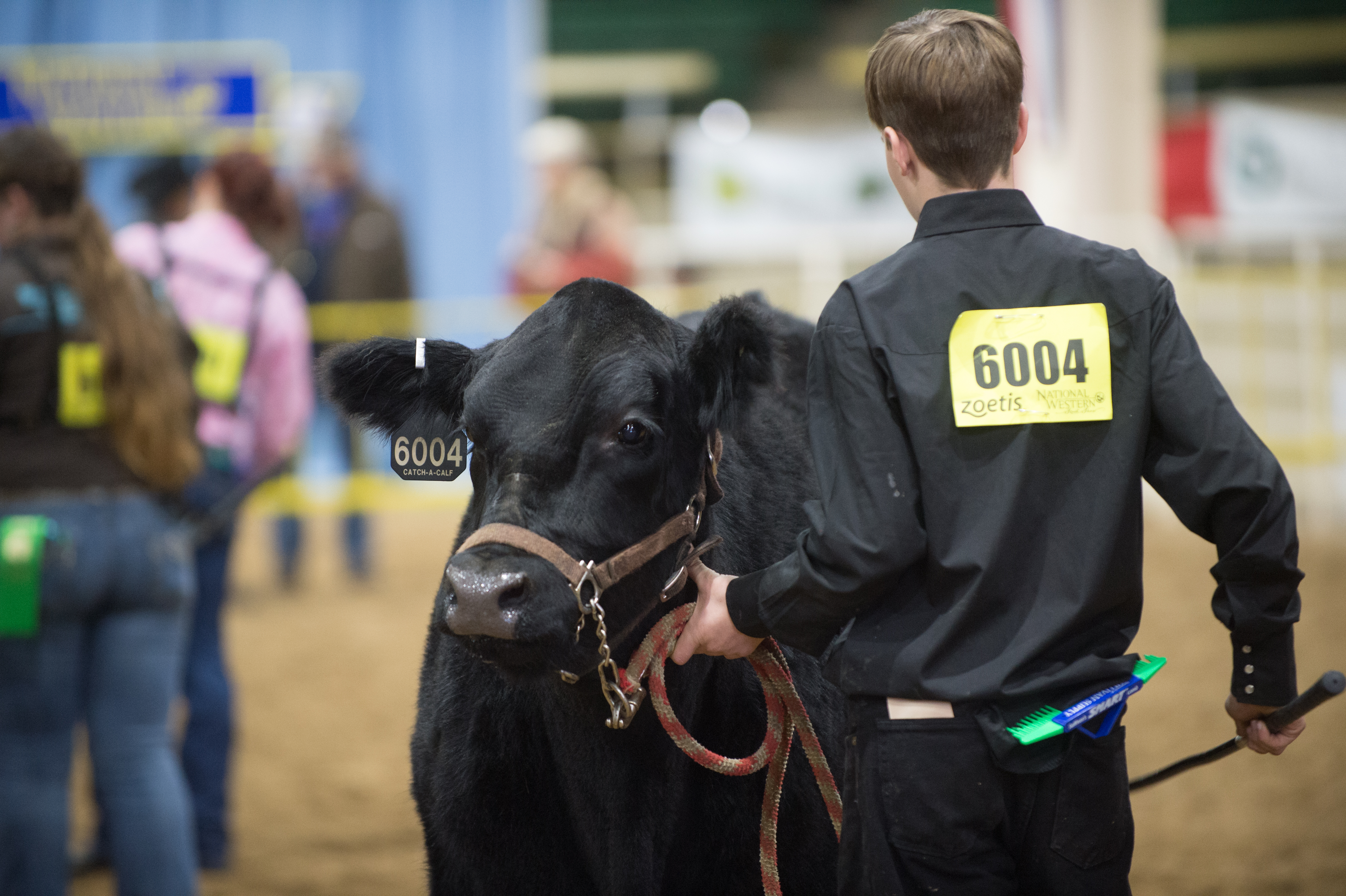 Catch-a-Calf Contest