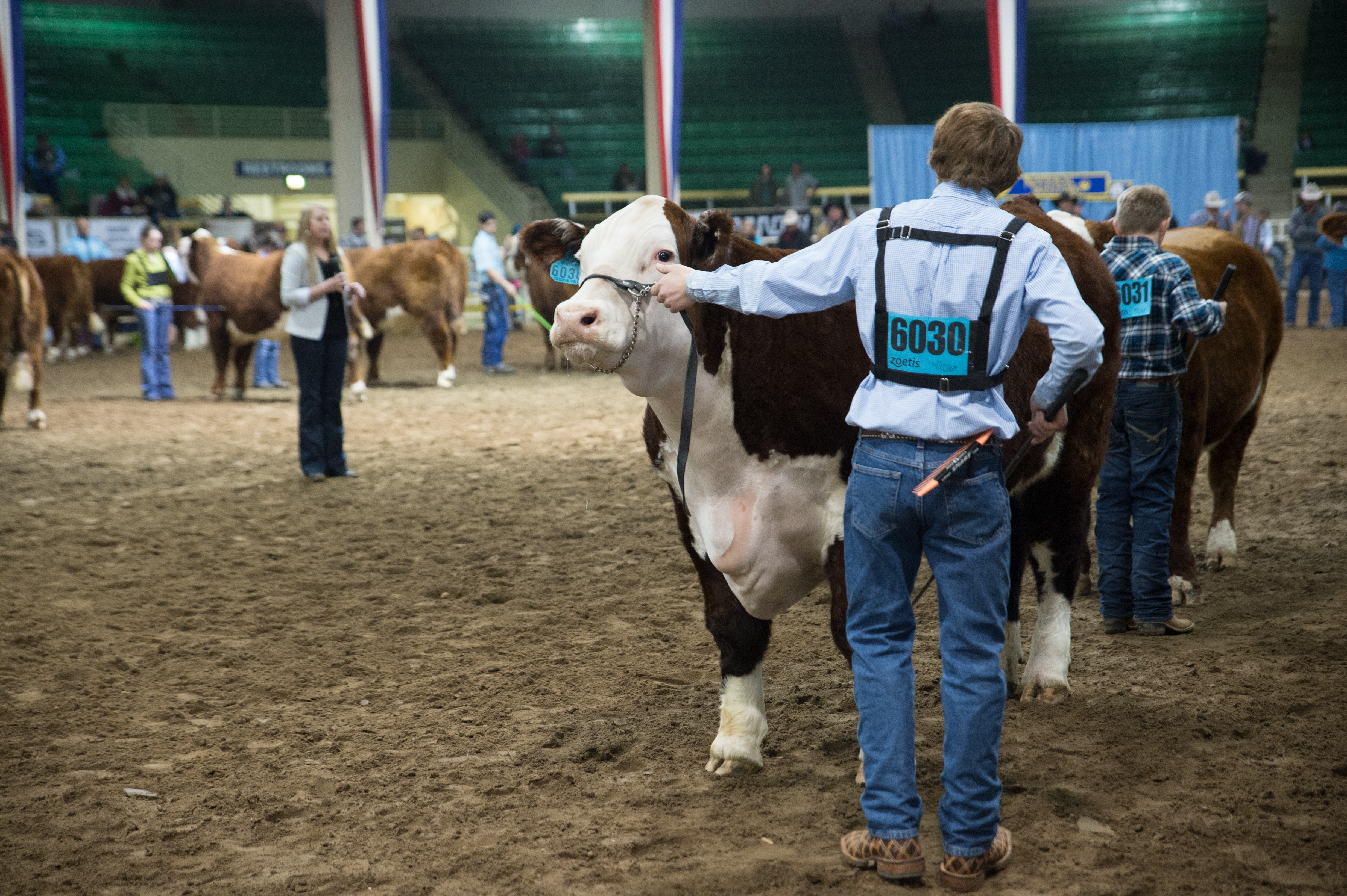 Catch-a-Calf Contest
