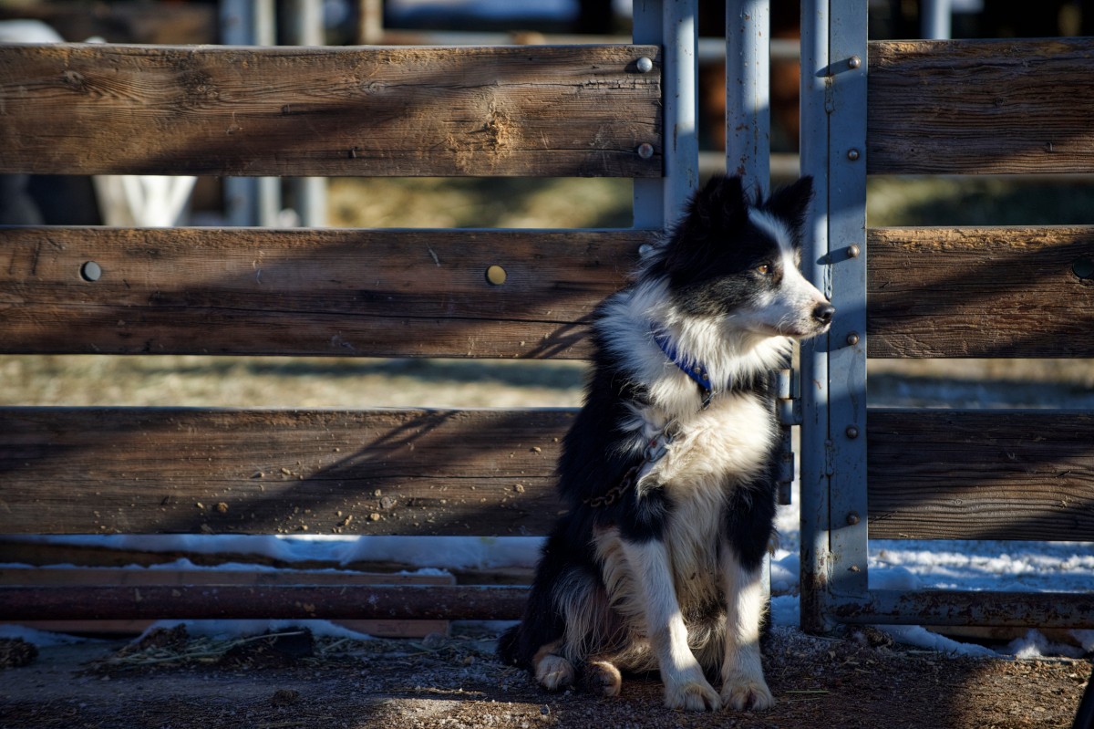 Livestock Shows | National Western Stock Show and Rodeo