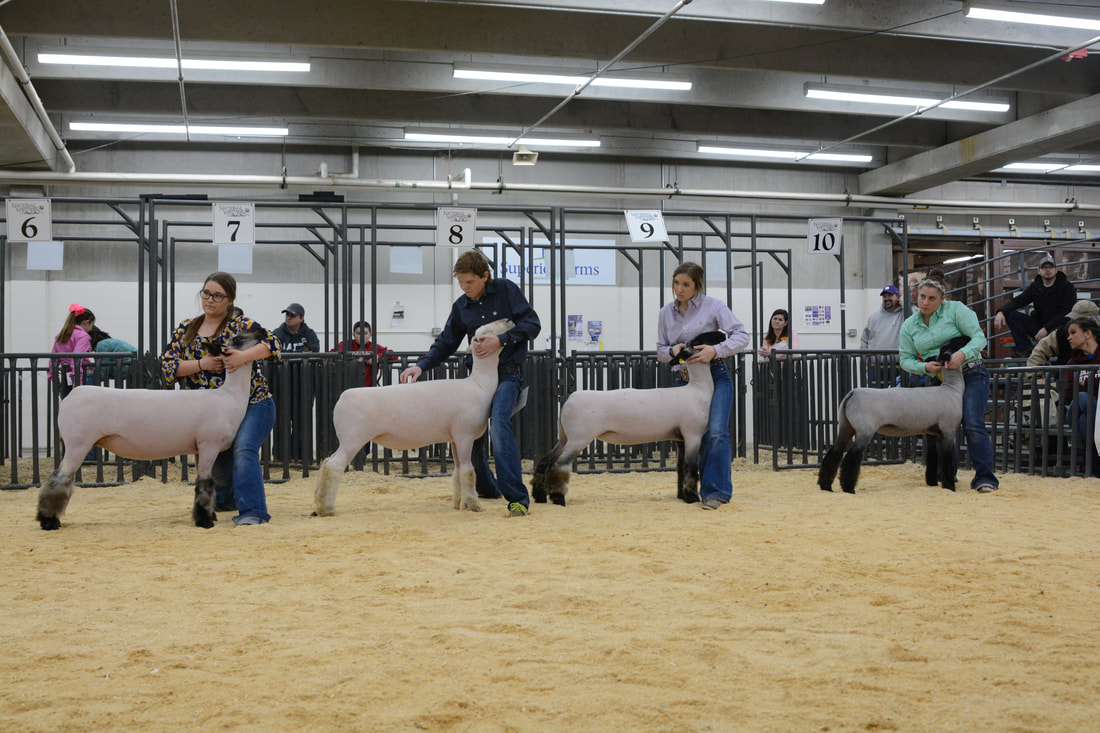 Sheep On A Saturday On The Hill National Western Stock Show