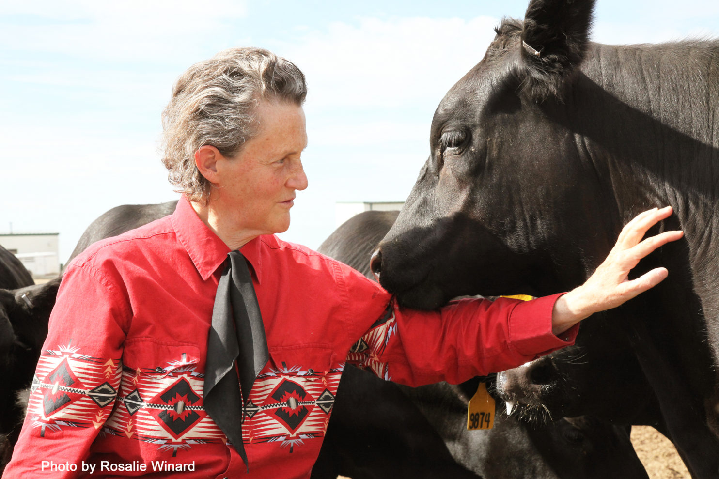 Temple Grandin with a cow