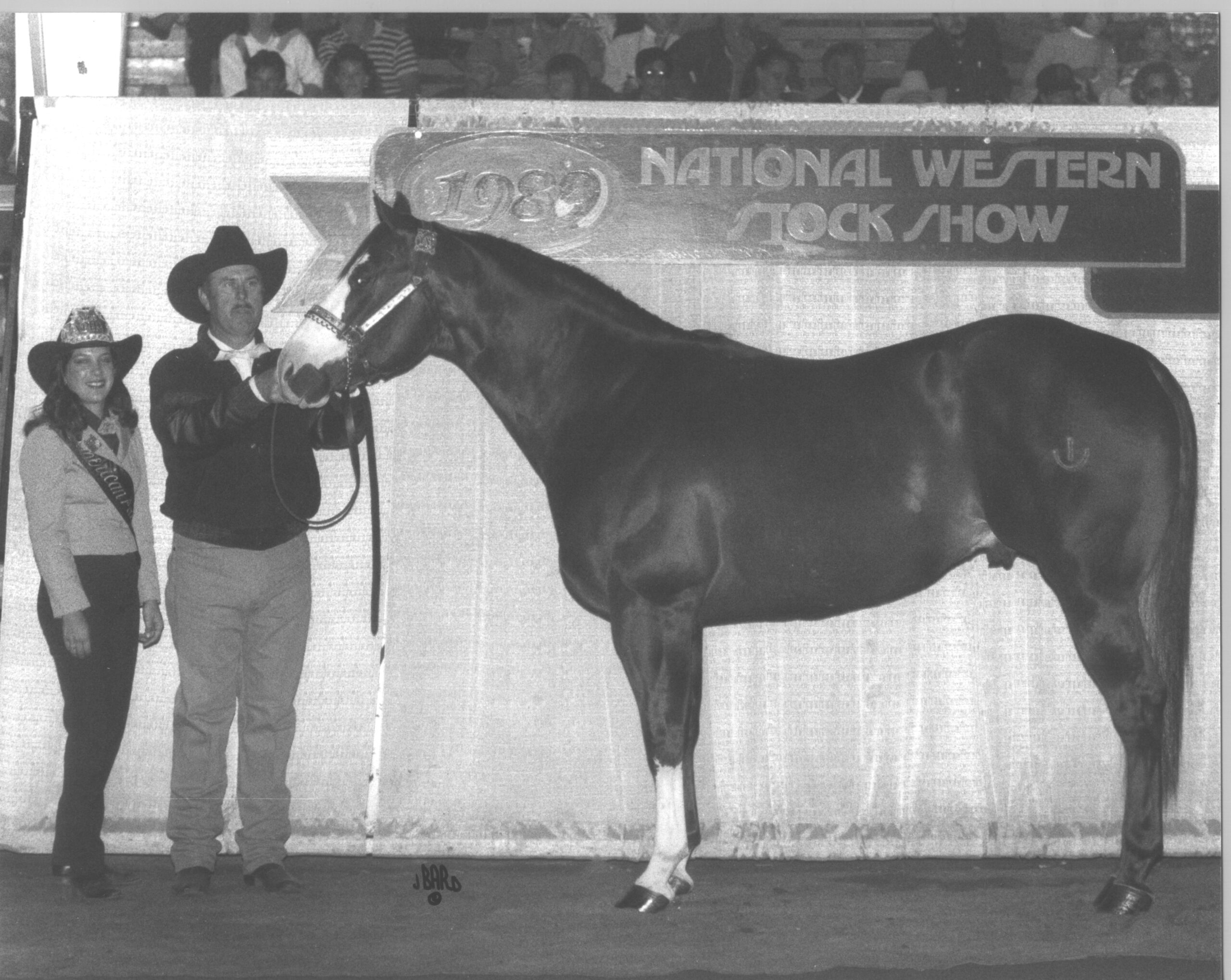 1989 Champion Paint Stallion