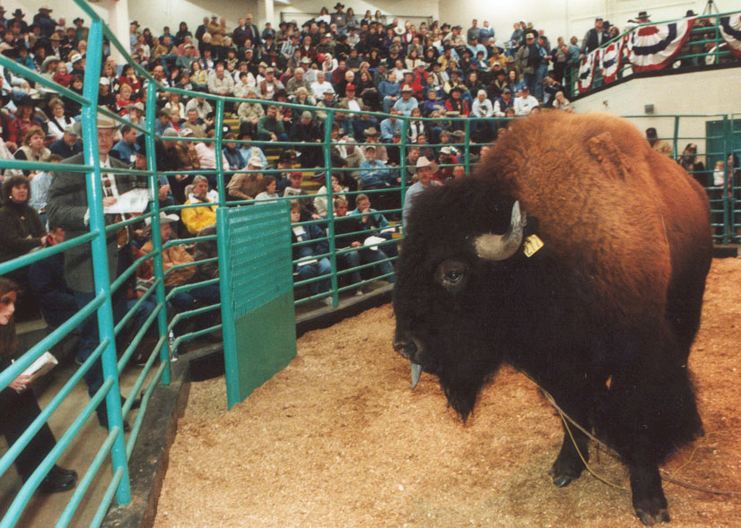 1984 John Matsushima & Grand Champion Heifer Carcass Exhibitors