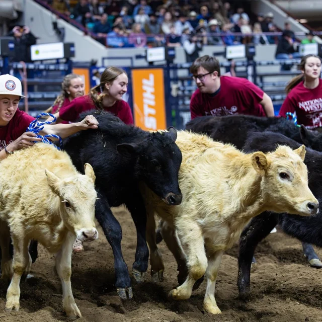 🐮 Did you catch the action at our #NWSS2025 Catch-A-Calf scrambles?

This time-honored tradition dates back to 1935 and gives youth the chance to raise their very own market steer—thanks to the support of generous program sponsors.

It all starts in the rodeo arena, where participants must first catch a calf in our fan-favorite scramble. Fast forward to this past weekend—they met their calves and took them home to begin the yearlong journey of raising and preparing for #NWSS2026. 

We can’t wait to welcome our Catch-A-Calf participants back to Denver in just a few short months!