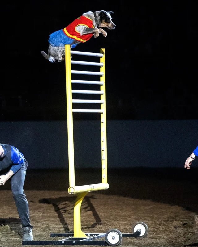 It's a bird🐦.........it's a plane✈️..........It's Xtreme Dogs on #NationalDogDay 🐶

Tickets on Sale Now 👉 https://nationalwestern.com/tickets/buy-tickets/

#NWSS2026 #WeAreTheWest #XtremeDogs